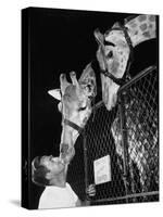 Giraffes Being Friendly with Circus Vet-Francis Miller-Stretched Canvas