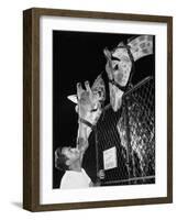 Giraffes Being Friendly with Circus Vet-Francis Miller-Framed Photographic Print