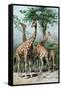 Giraffes Browsing, C1885-null-Framed Stretched Canvas