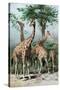 Giraffes Browsing, C1885-null-Stretched Canvas