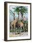 Giraffes Browsing, C1885-null-Framed Giclee Print