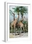 Giraffes Browsing, C1885-null-Framed Giclee Print