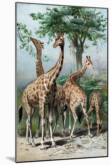 Giraffes Browsing, C1885-null-Mounted Giclee Print