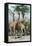 Giraffes Browsing, C1885-null-Framed Stretched Canvas