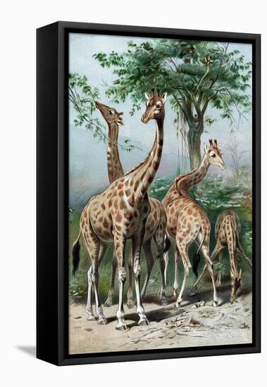 Giraffes Browsing, C1885-null-Framed Stretched Canvas