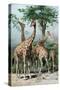 Giraffes Browsing, C1885-null-Stretched Canvas