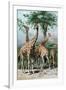 Giraffes Browsing, C1885-null-Framed Giclee Print