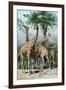 Giraffes Browsing, C1885-null-Framed Giclee Print