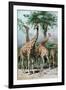 Giraffes Browsing, C1885-null-Framed Giclee Print