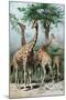 Giraffes Browsing, C1885-null-Mounted Giclee Print