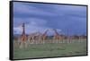 Giraffes Gathered on the Savanna-DLILLC-Framed Stretched Canvas