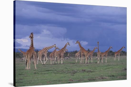 Giraffes Gathered on the Savanna-DLILLC-Stretched Canvas