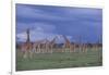 Giraffes Gathered on the Savanna-DLILLC-Framed Photographic Print