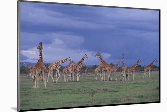 Giraffes Gathered on the Savanna-DLILLC-Mounted Photographic Print