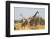 Giraffes (Giraffa camelopardalis) and calves, Okavango Delta, Botswana, Africa-Sergio Pitamitz-Framed Photographic Print