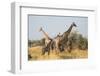 Giraffes (Giraffa camelopardalis) and calves, Okavango Delta, Botswana, Africa-Sergio Pitamitz-Framed Photographic Print