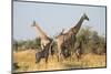 Giraffes (Giraffa camelopardalis) and calves, Okavango Delta, Botswana, Africa-Sergio Pitamitz-Mounted Photographic Print