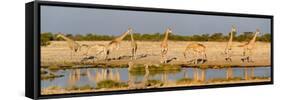 Giraffes (Giraffa Camelopardalis) at Waterhole, Etosha National Park, Namibia-null-Framed Stretched Canvas