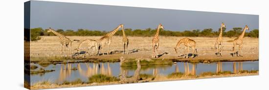 Giraffes (Giraffa Camelopardalis) at Waterhole, Etosha National Park, Namibia-null-Stretched Canvas