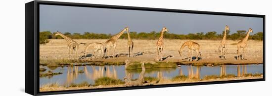 Giraffes (Giraffa Camelopardalis) at Waterhole, Etosha National Park, Namibia-null-Framed Stretched Canvas