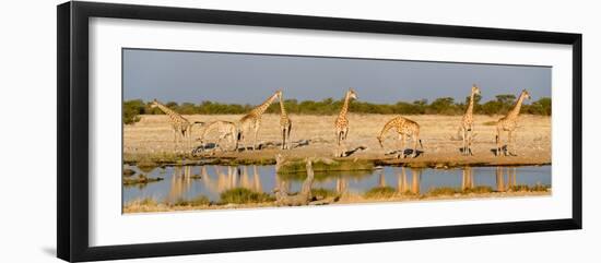 Giraffes (Giraffa Camelopardalis) at Waterhole, Etosha National Park, Namibia-null-Framed Premium Photographic Print