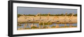 Giraffes (Giraffa Camelopardalis) at Waterhole, Etosha National Park, Namibia-null-Framed Premium Photographic Print
