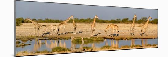 Giraffes (Giraffa Camelopardalis) at Waterhole, Etosha National Park, Namibia-null-Mounted Premium Photographic Print