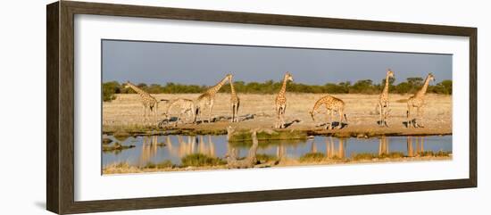 Giraffes (Giraffa Camelopardalis) at Waterhole, Etosha National Park, Namibia-null-Framed Photographic Print