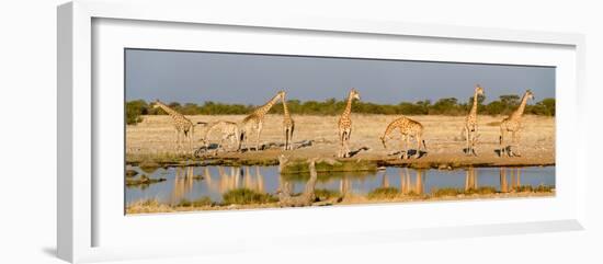 Giraffes (Giraffa Camelopardalis) at Waterhole, Etosha National Park, Namibia-null-Framed Photographic Print