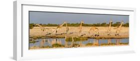 Giraffes (Giraffa Camelopardalis) at Waterhole, Etosha National Park, Namibia-null-Framed Photographic Print