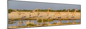 Giraffes (Giraffa Camelopardalis) at Waterhole, Etosha National Park, Namibia-null-Mounted Photographic Print