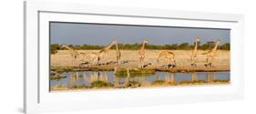 Giraffes (Giraffa Camelopardalis) at Waterhole, Etosha National Park, Namibia-null-Framed Photographic Print