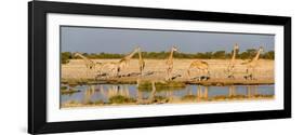 Giraffes (Giraffa Camelopardalis) at Waterhole, Etosha National Park, Namibia-null-Framed Photographic Print