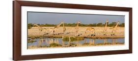 Giraffes (Giraffa Camelopardalis) at Waterhole, Etosha National Park, Namibia-null-Framed Photographic Print