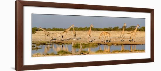 Giraffes (Giraffa Camelopardalis) at Waterhole, Etosha National Park, Namibia-null-Framed Photographic Print