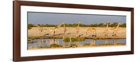 Giraffes (Giraffa Camelopardalis) at Waterhole, Etosha National Park, Namibia-null-Framed Photographic Print