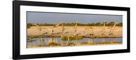 Giraffes (Giraffa Camelopardalis) at Waterhole, Etosha National Park, Namibia-null-Framed Photographic Print