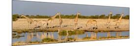 Giraffes (Giraffa Camelopardalis) at Waterhole, Etosha National Park, Namibia-null-Mounted Photographic Print