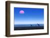 Giraffes (Giraffa Camelopardalis) Walking over Flat Open Plains with Sunset. Etosha National Park (-Johan Swanepoel-Framed Photographic Print