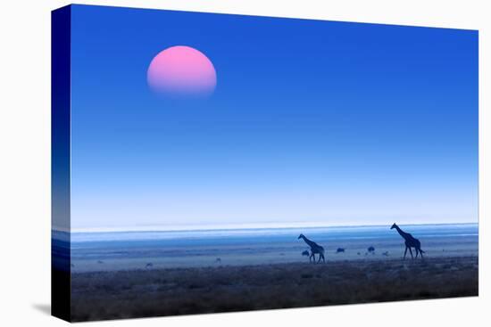 Giraffes (Giraffa Camelopardalis) Walking over Flat Open Plains with Sunset. Etosha National Park (-Johan Swanepoel-Stretched Canvas