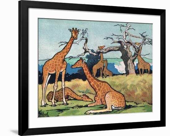 Giraffes, Illustration from 'Pads, Paws and Claws', 1924-null-Framed Giclee Print