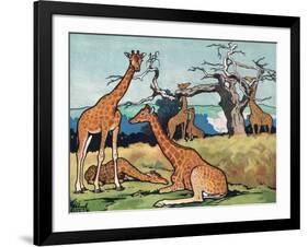 Giraffes, Illustration from 'Pads, Paws and Claws', 1924-null-Framed Giclee Print