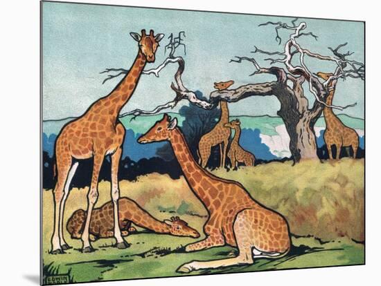 Giraffes, Illustration from 'Pads, Paws and Claws', 1924-null-Mounted Giclee Print