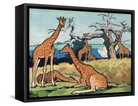 Giraffes, Illustration from 'Pads, Paws and Claws', 1924-null-Framed Stretched Canvas