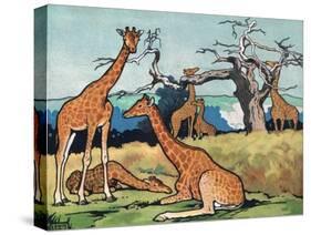 Giraffes, Illustration from 'Pads, Paws and Claws', 1924-null-Stretched Canvas