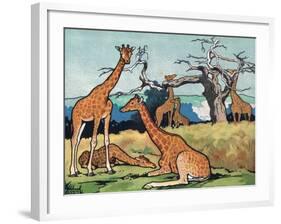 Giraffes, Illustration from 'Pads, Paws and Claws', 1924-null-Framed Premium Giclee Print