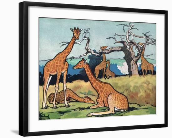 Giraffes, Illustration from 'Pads, Paws and Claws', 1924-null-Framed Premium Giclee Print