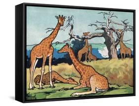 Giraffes, Illustration from 'Pads, Paws and Claws', 1924-null-Framed Stretched Canvas
