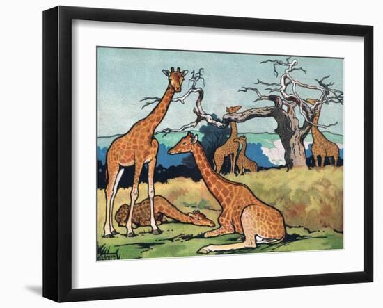 Giraffes, Illustration from 'Pads, Paws and Claws', 1924-null-Framed Giclee Print