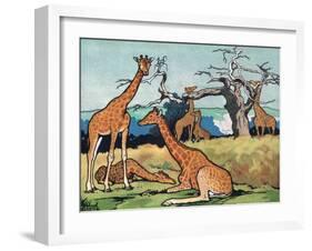 Giraffes, Illustration from 'Pads, Paws and Claws', 1924-null-Framed Giclee Print